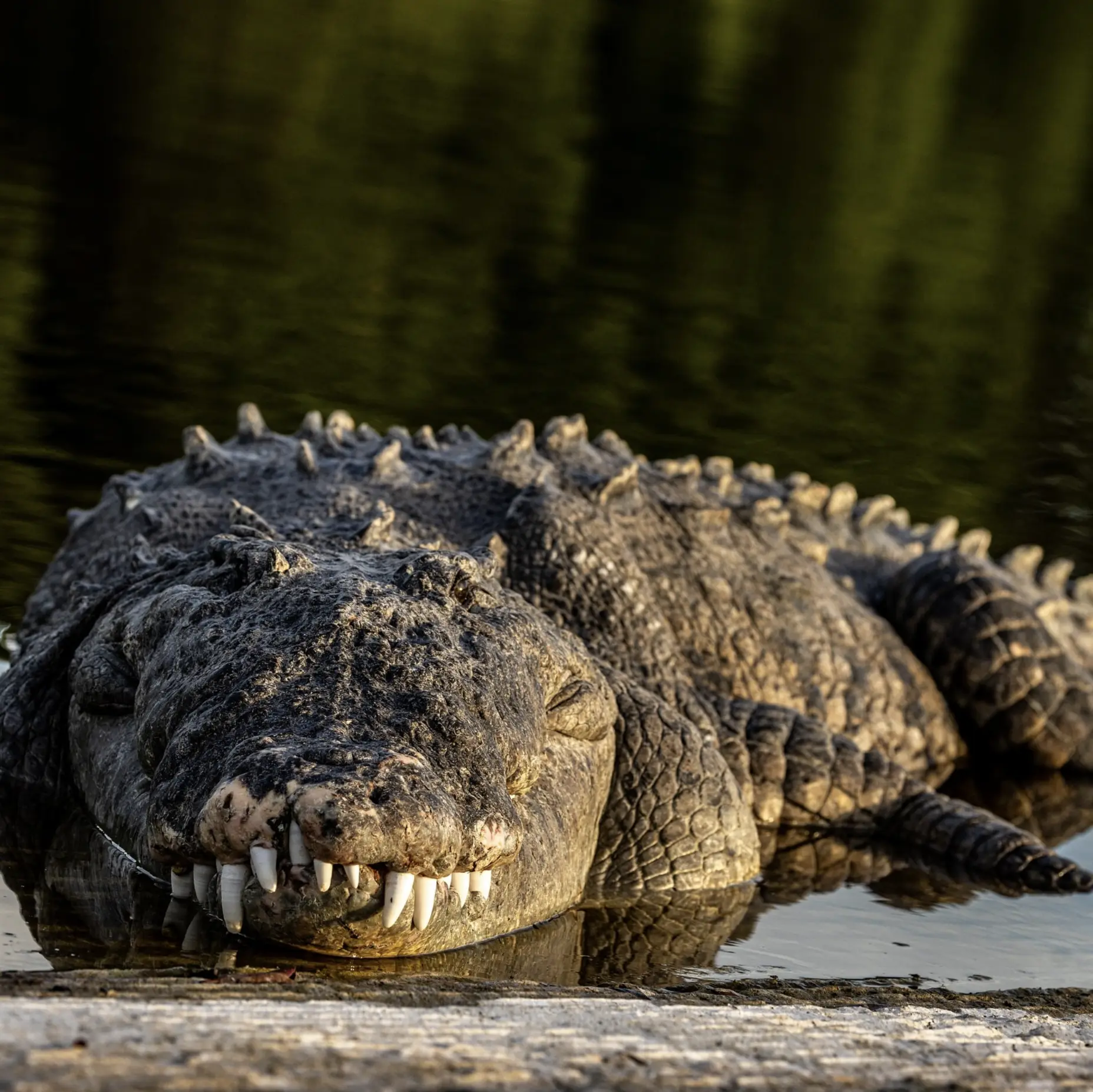 freshwater croc is homegrown